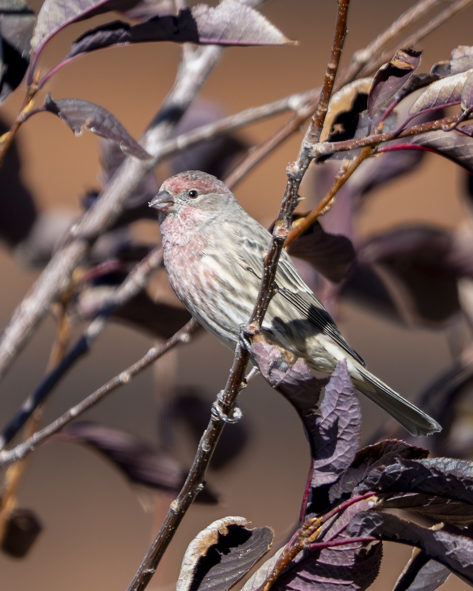 House Finch - ML642936646