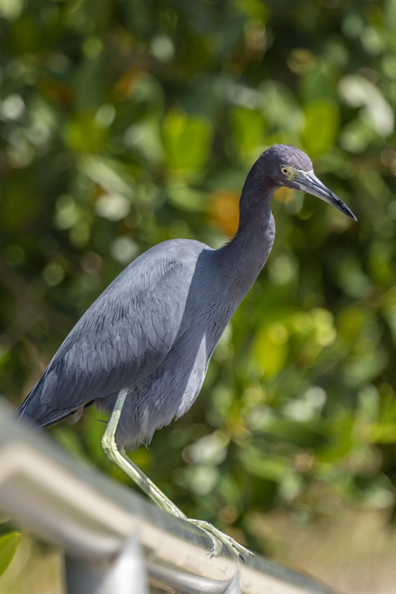 Little Blue Heron - ML642936660