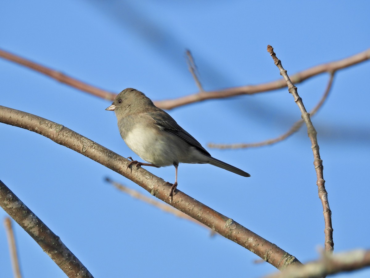 Dark-eyed Junco - ML642936666
