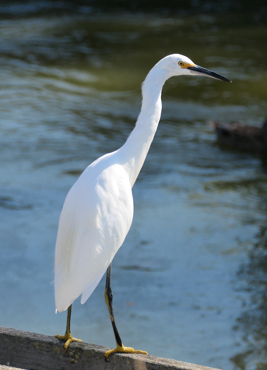 Snowy Egret - ML642936667