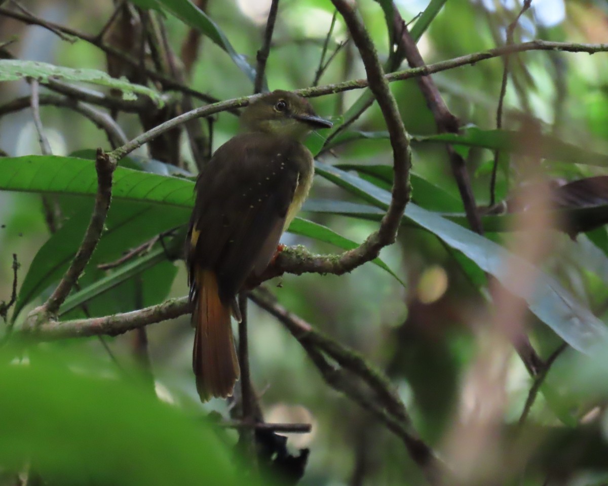 Tropical Royal Flycatcher - ML642936668