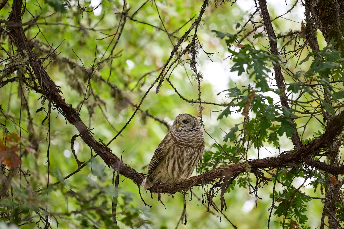 Barred Owl - ML642936672