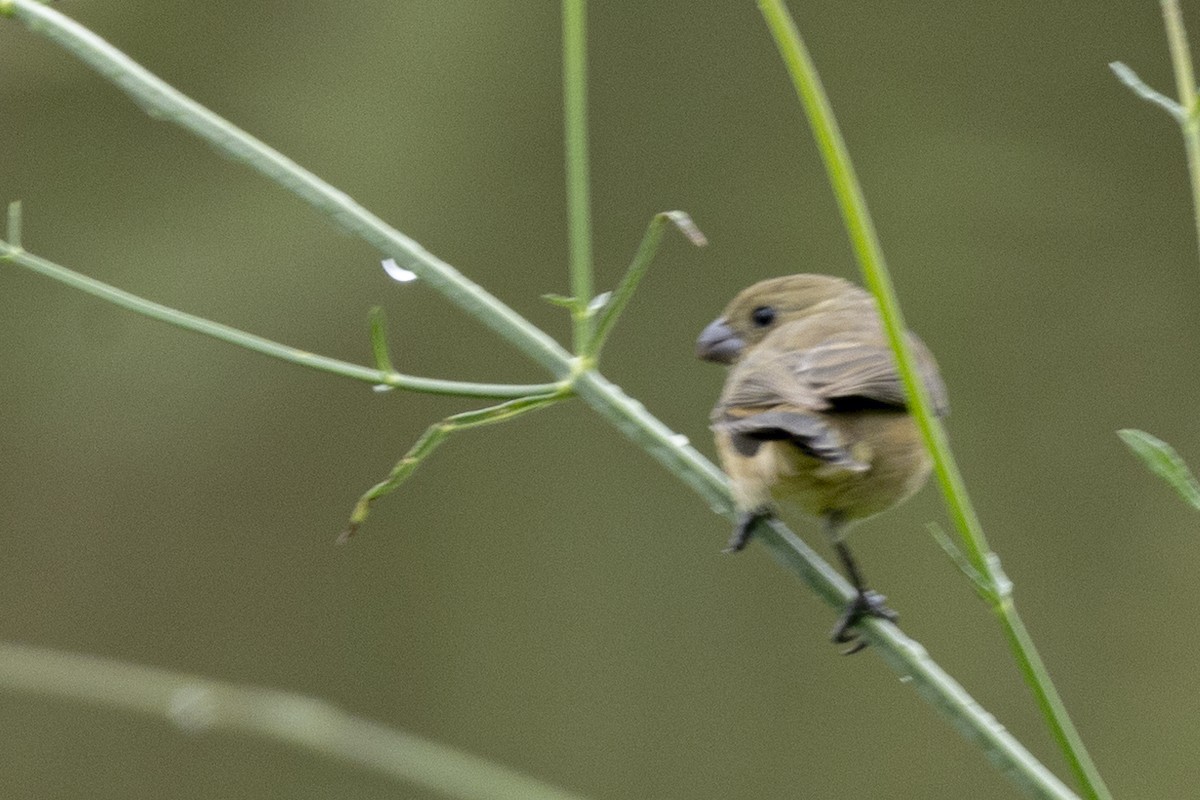 Cinnamon-rumped Seedeater - ML642936673