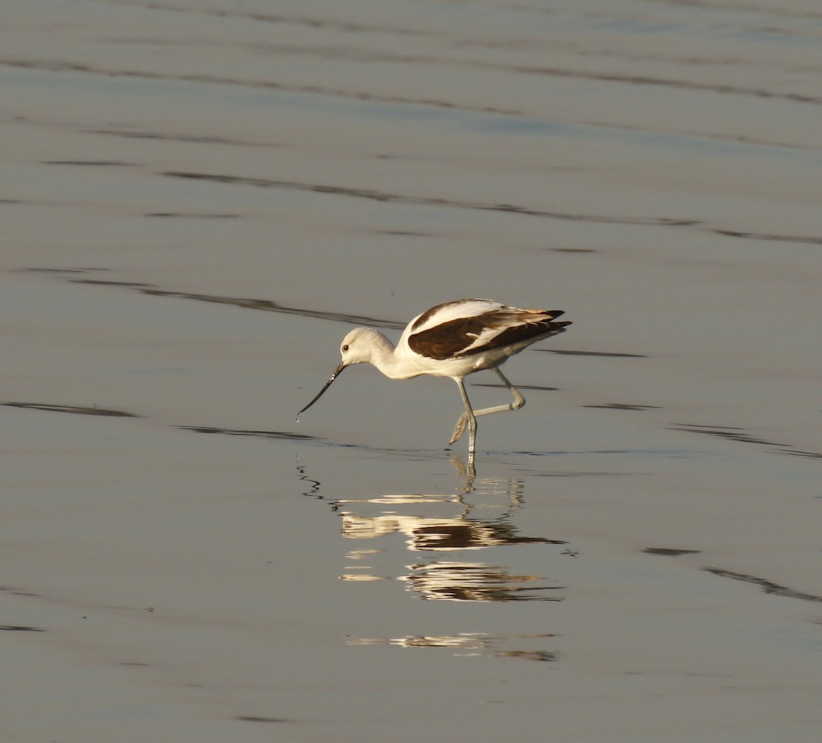 American Avocet - ML642936675