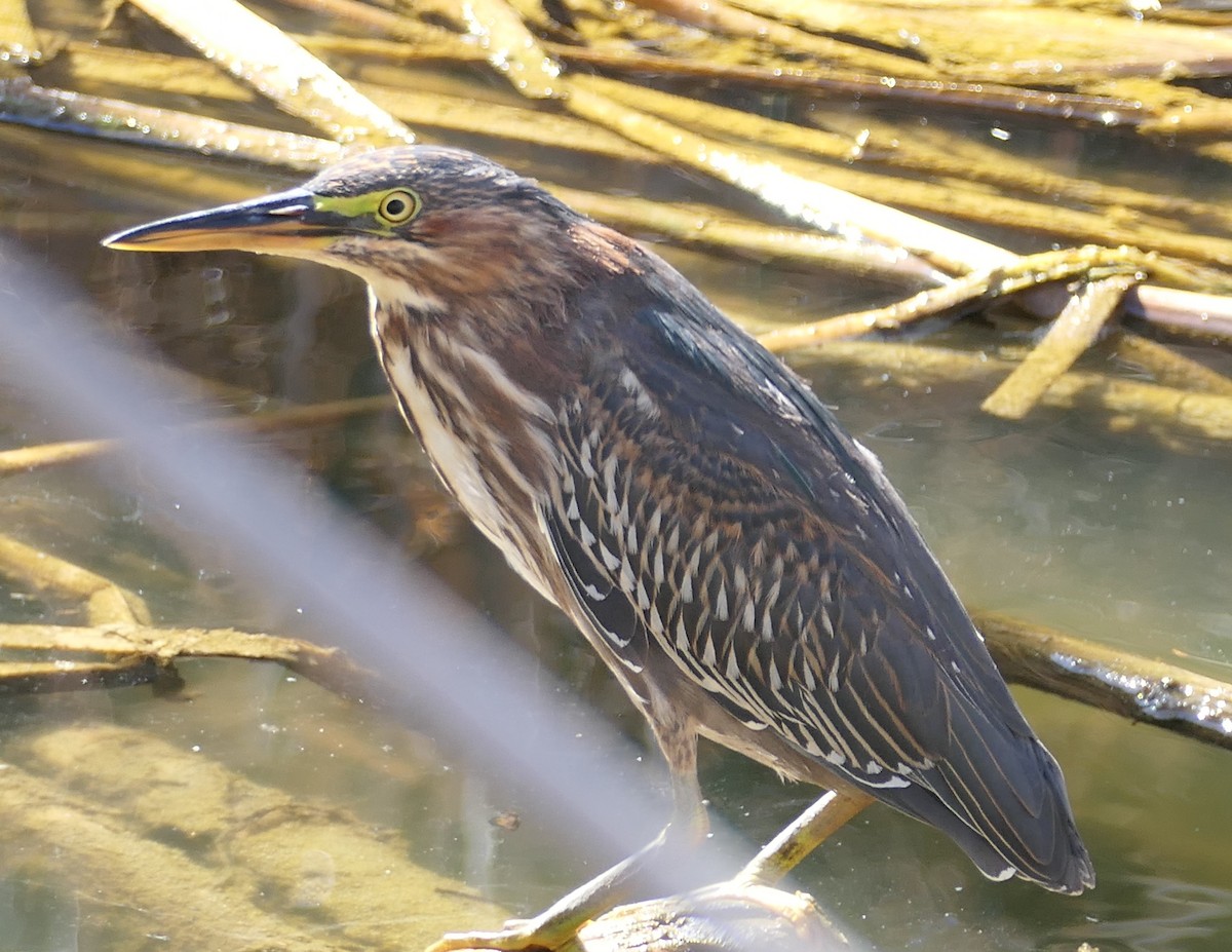 Green Heron - ML642936676