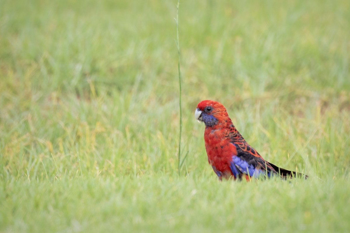 Rosella cremisi - ML642936677