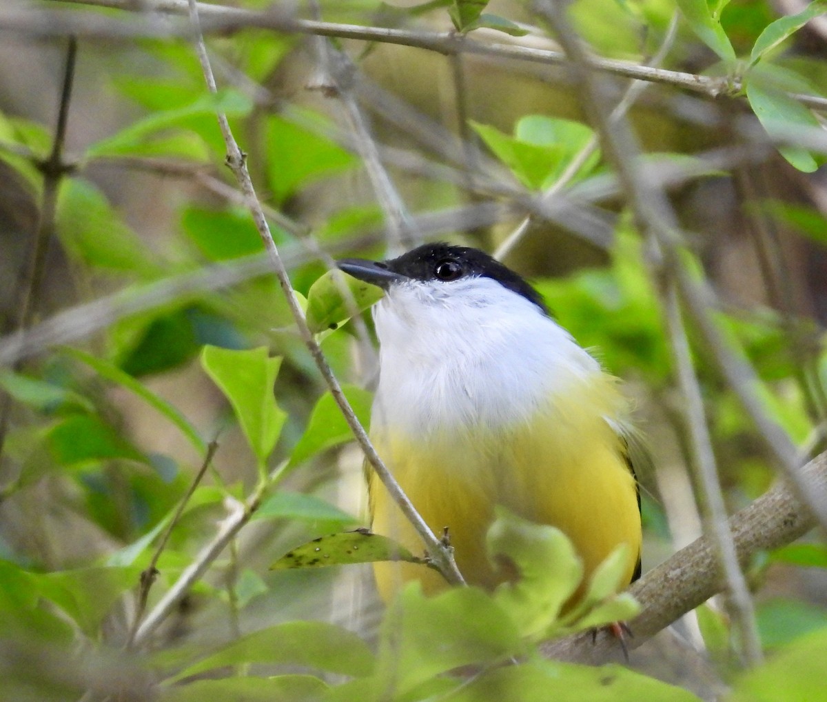 White-collared Manakin - ML642936679