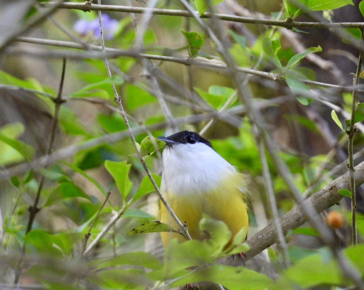 White-collared Manakin - ML642936680