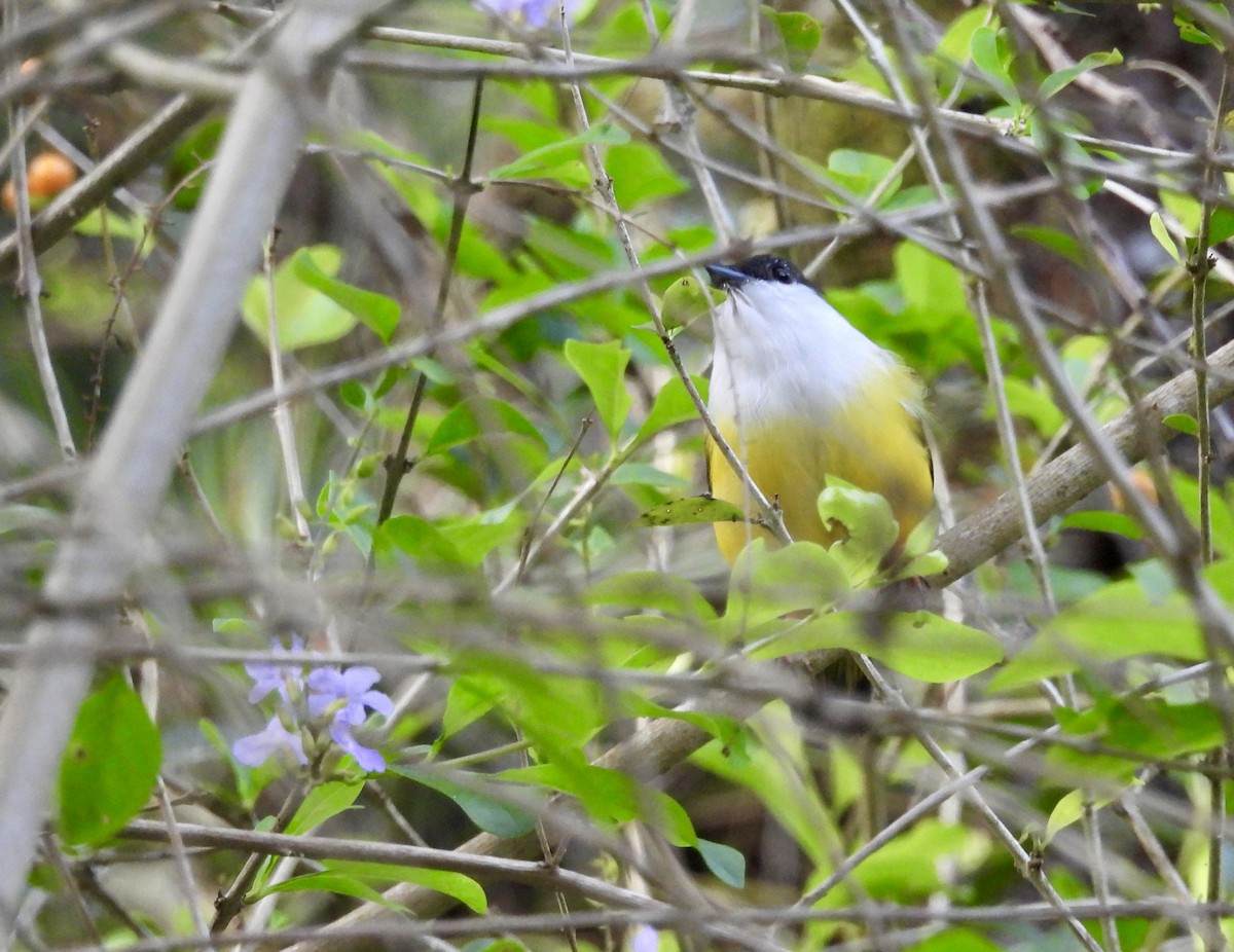 White-collared Manakin - ML642936681