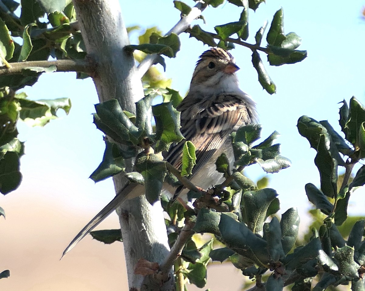 Clay-colored Sparrow - ML642936691