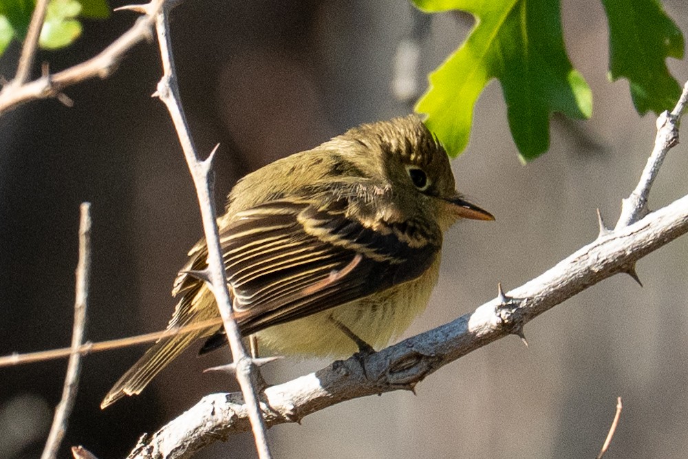 Western Flycatcher (Pacific-slope) - ML642936692