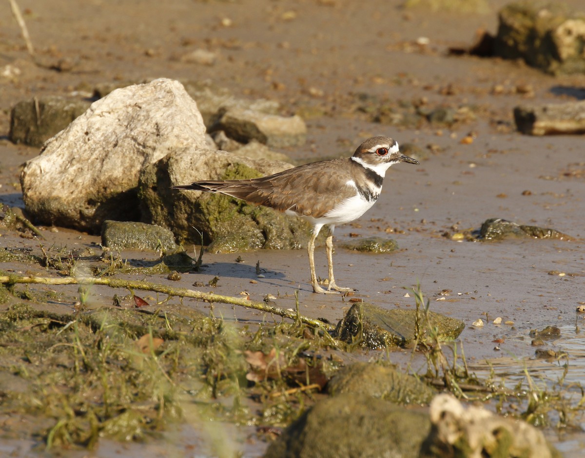 Killdeer - ML642936693