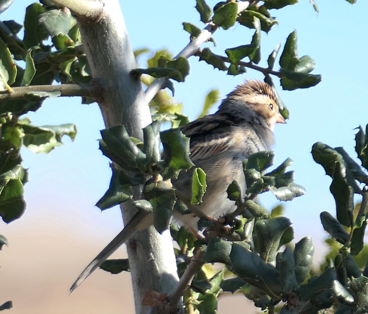 Clay-colored Sparrow - ML642936695