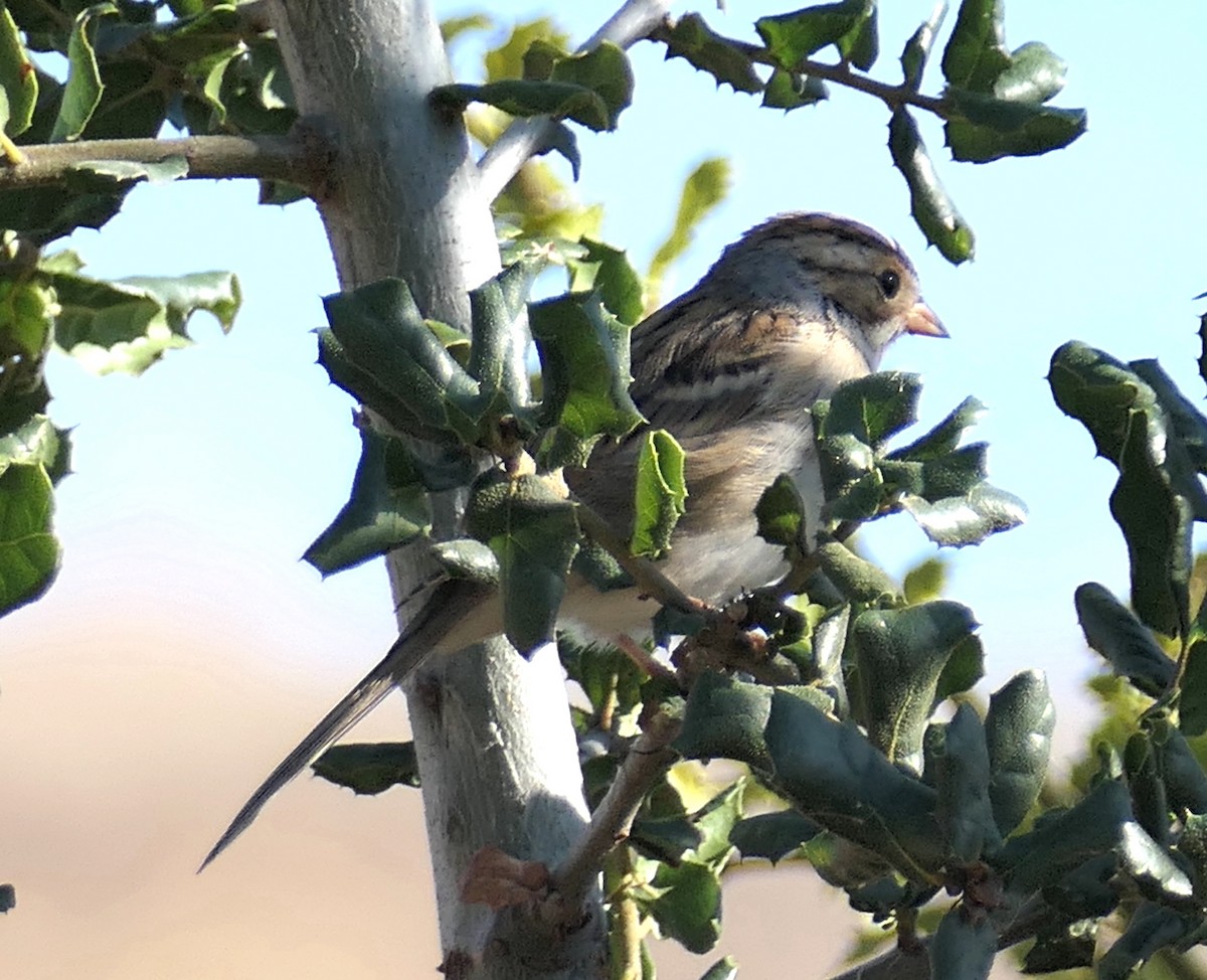 Clay-colored Sparrow - ML642936697