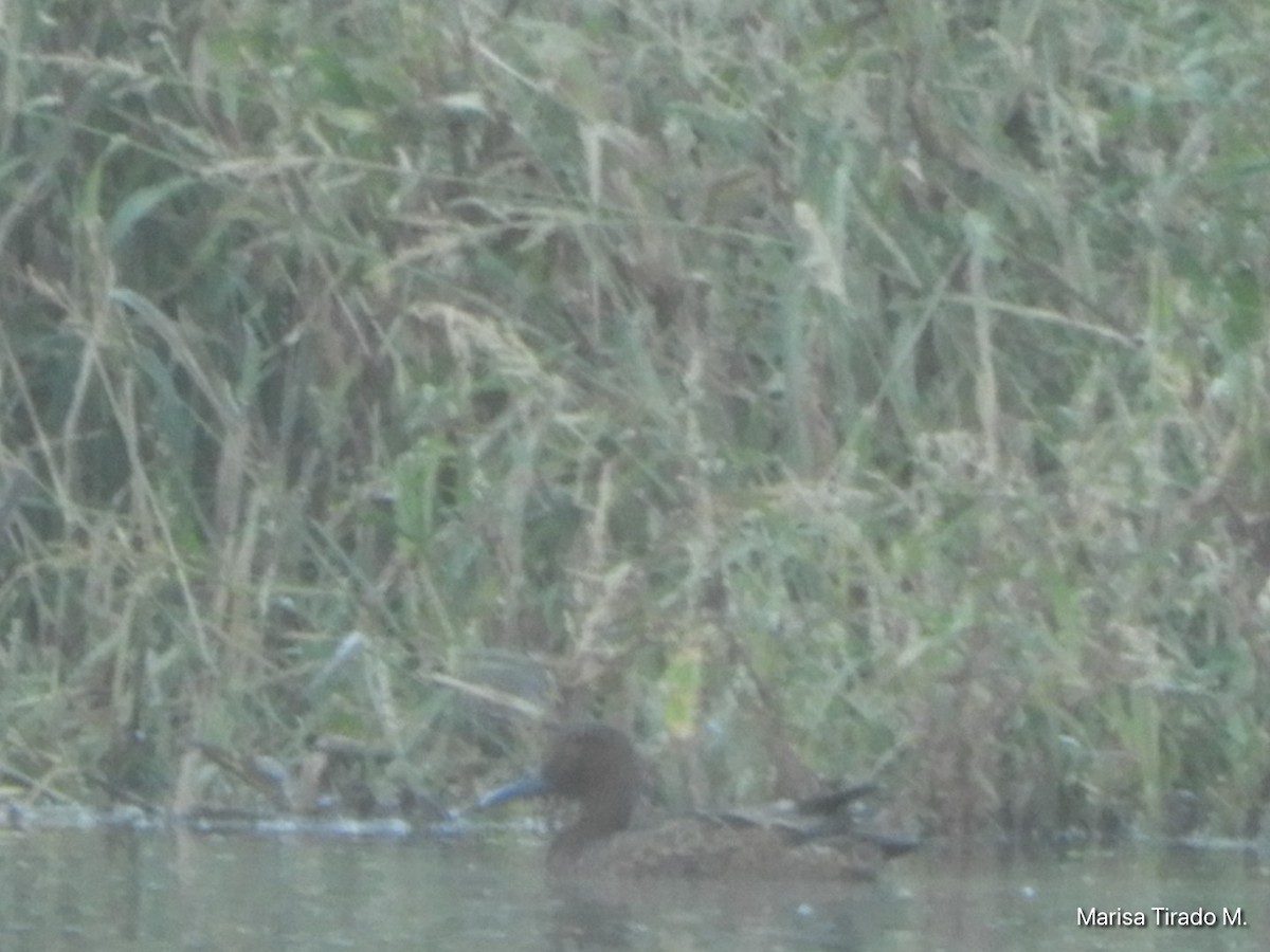 Cinnamon Teal - ML642936701