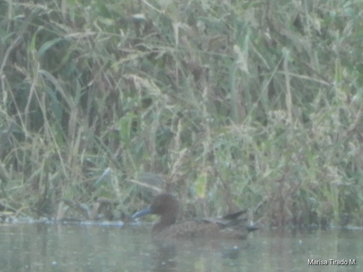 Cinnamon Teal - ML642936702