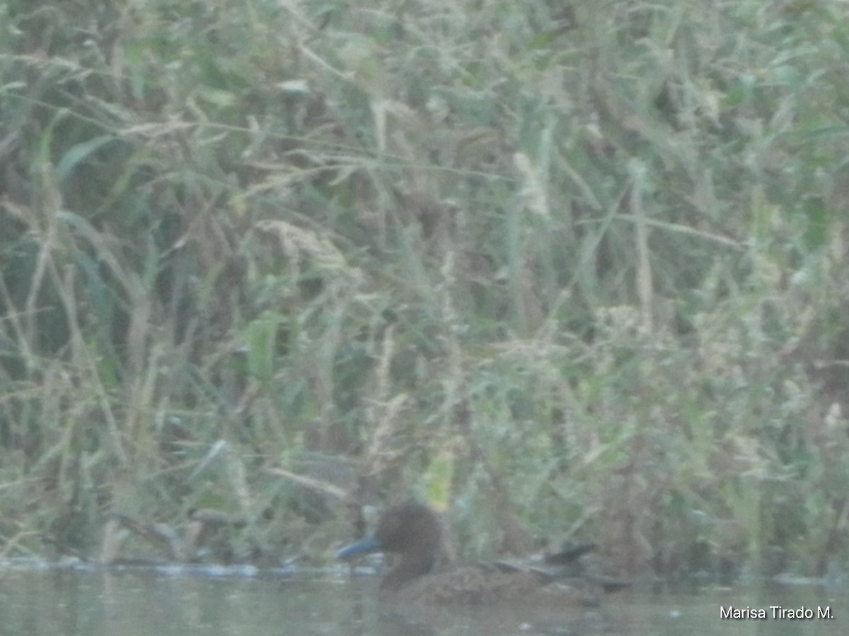 Cinnamon Teal - ML642936703