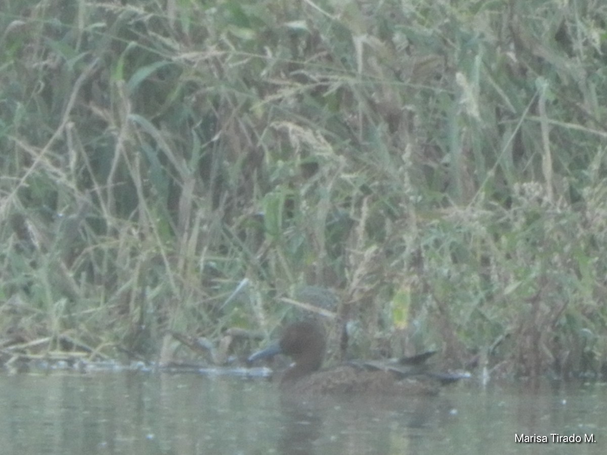 Cinnamon Teal - ML642936704