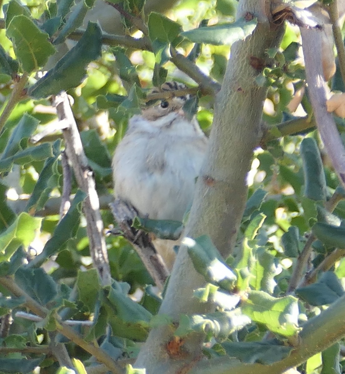 Clay-colored Sparrow - ML642936708