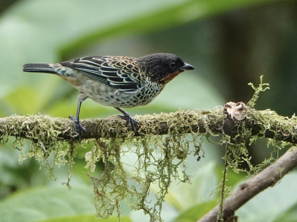 Rufous-throated Tanager - ML642936709