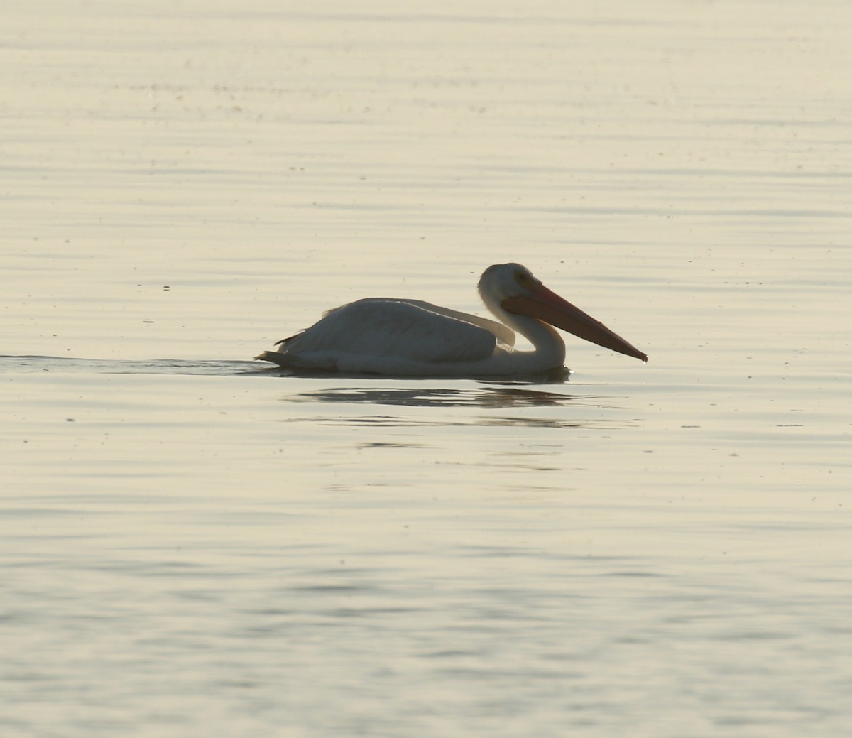 American White Pelican - ML642936710