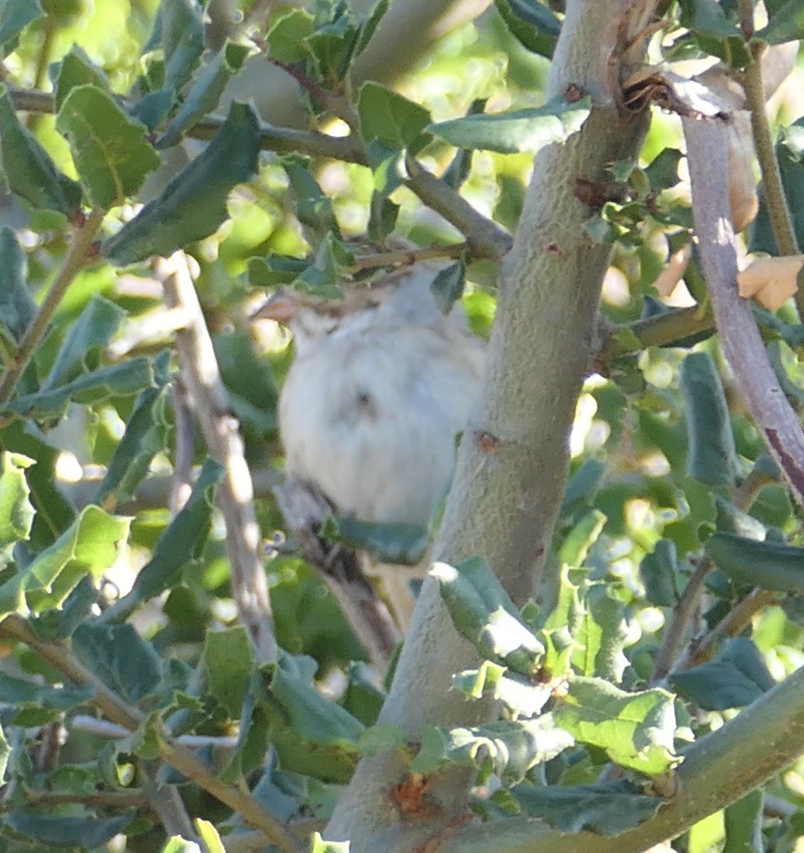 Clay-colored Sparrow - ML642936712