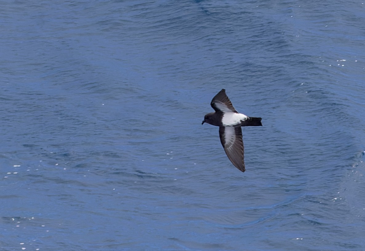 Black-bellied Storm-Petrel - ML642936714