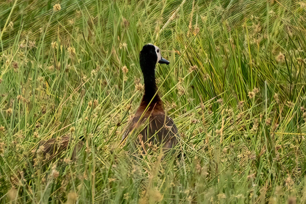 White-faced Whistling-Duck - ML642936715