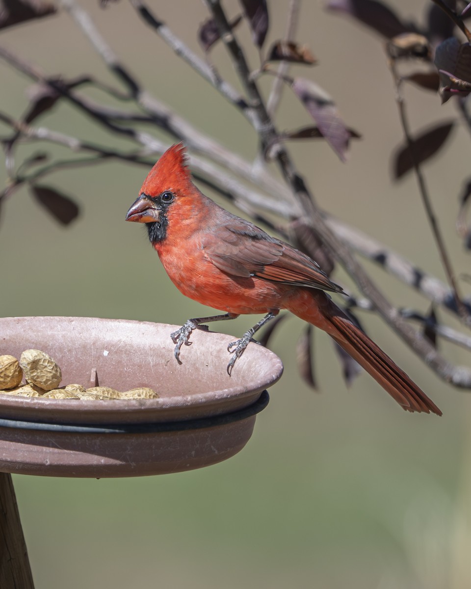 Northern Cardinal - ML642936716