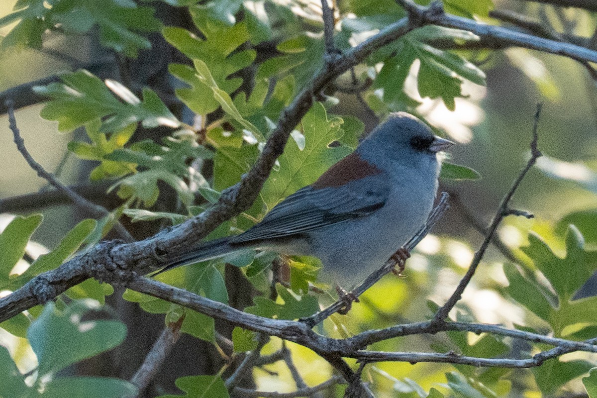 Dark-eyed Junco - ML642936717