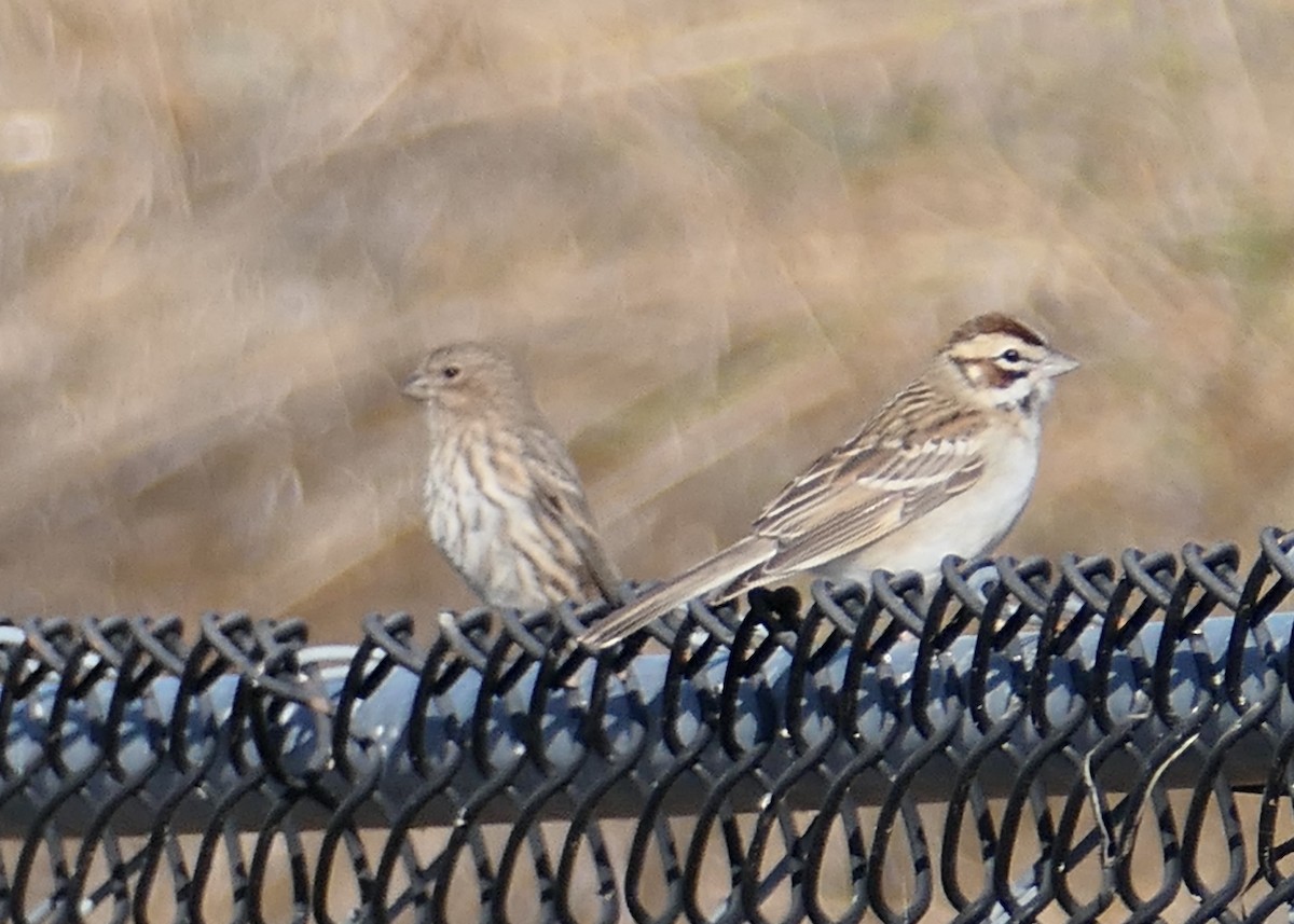 Lark Sparrow - ML642936721
