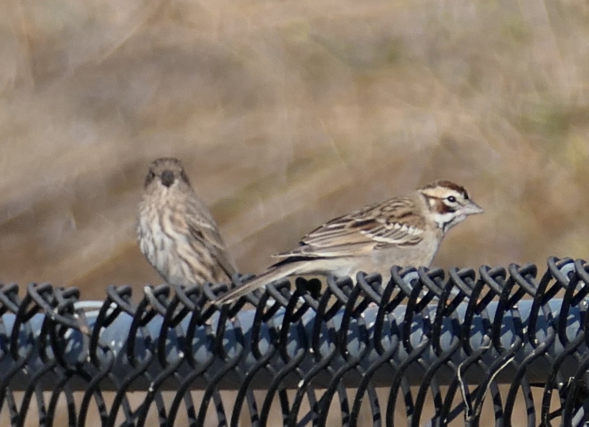 Lark Sparrow - ML642936722