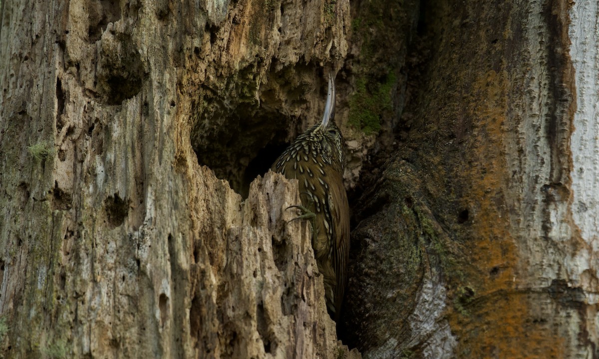 Montane Woodcreeper - ML642936723