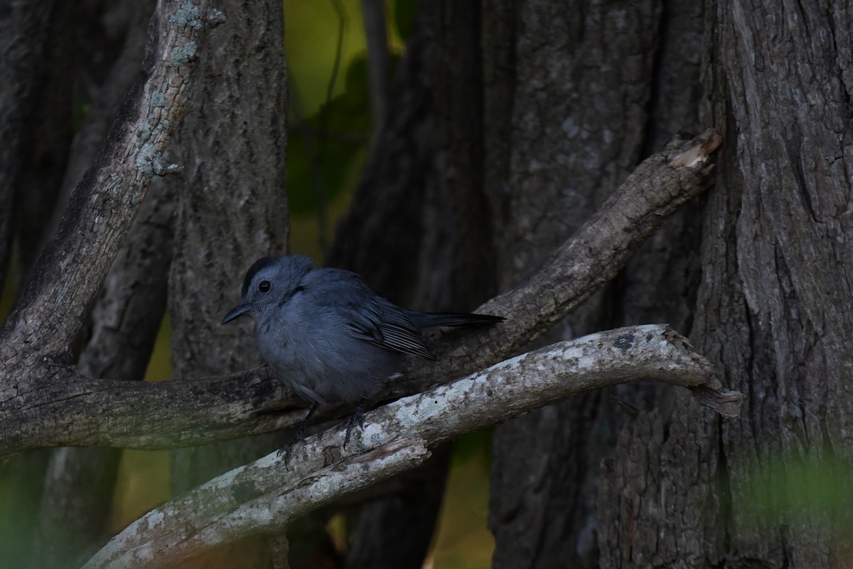 Gray Catbird - ML642936724