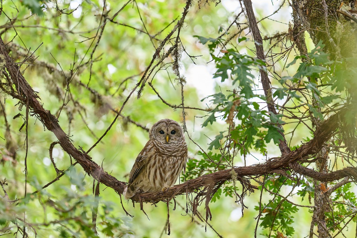 Barred Owl - ML642936725