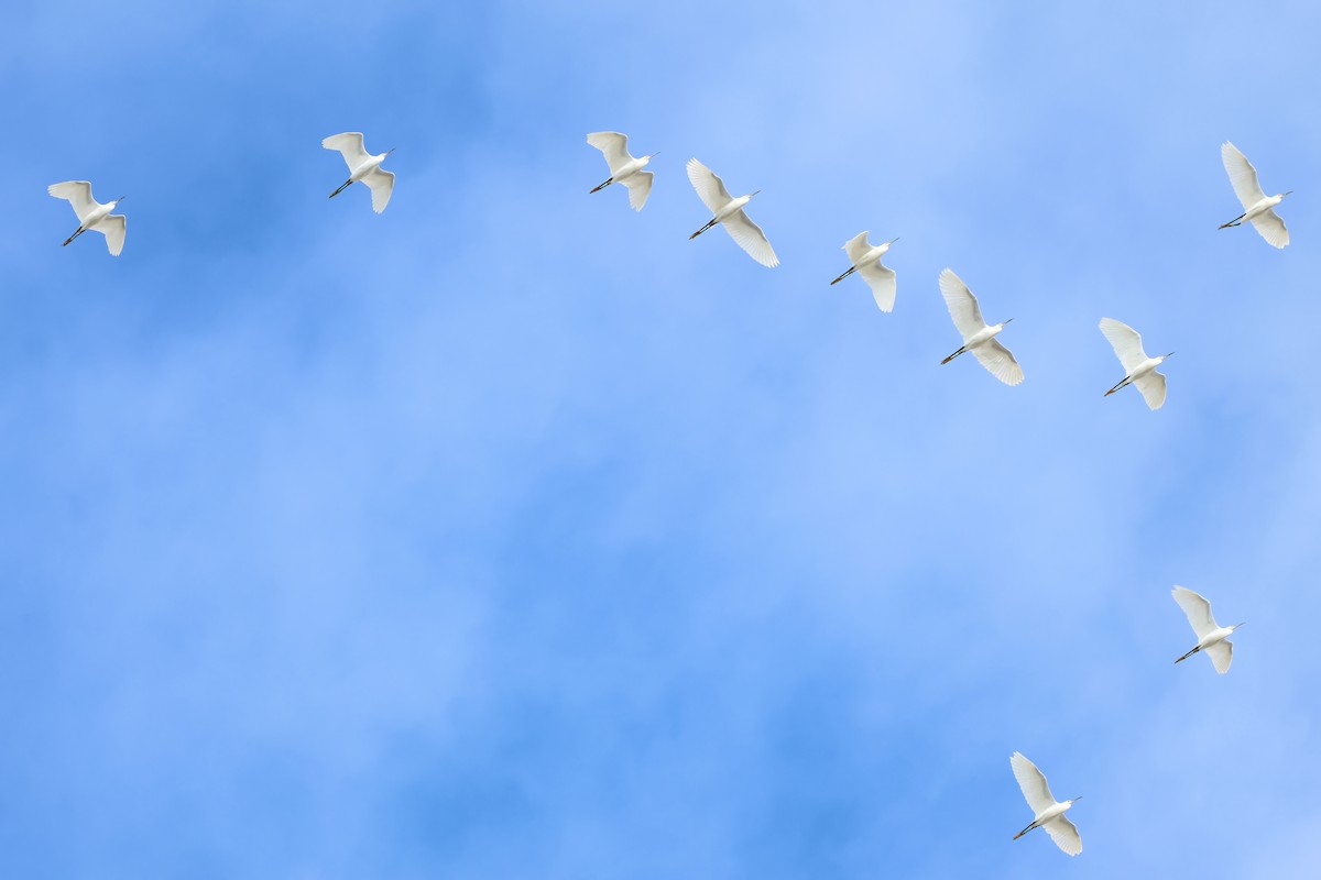 Snowy Egret - ML642936726