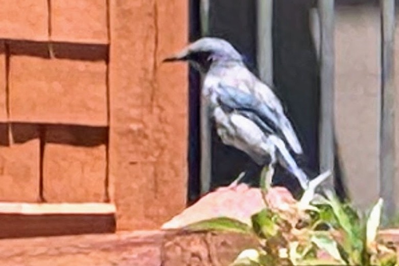 Woodhouse's Scrub-Jay - ML642936727