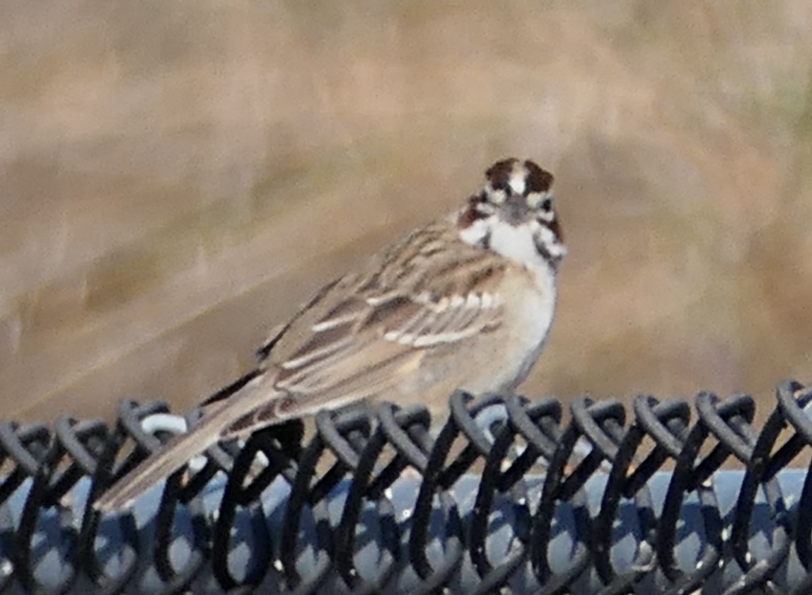 Lark Sparrow - ML642936728