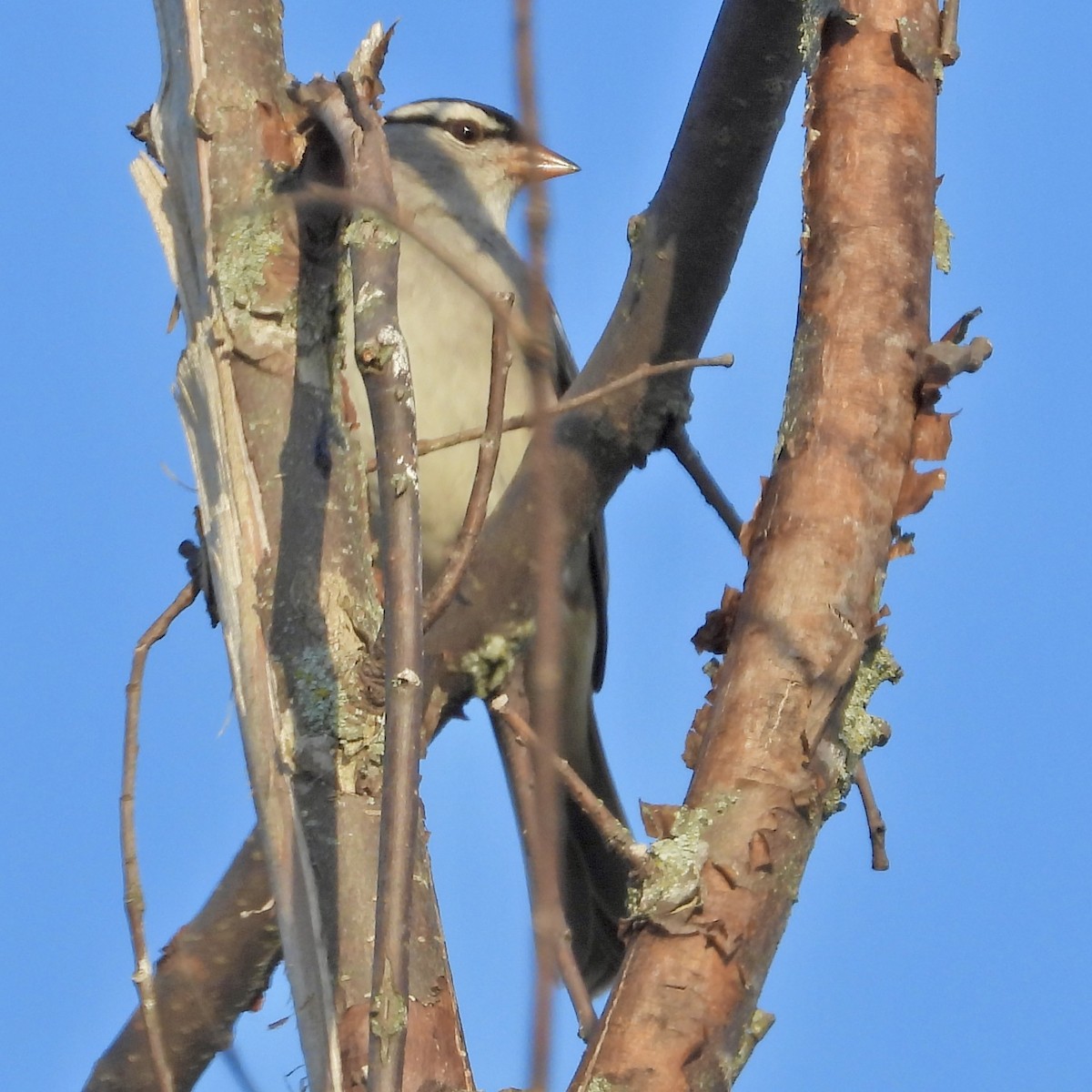 White-crowned Sparrow - ML642936729