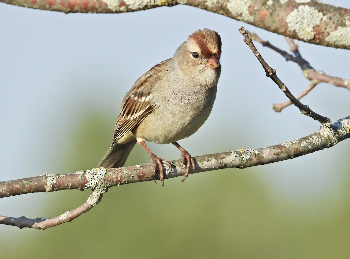 White-crowned Sparrow - ML642936730