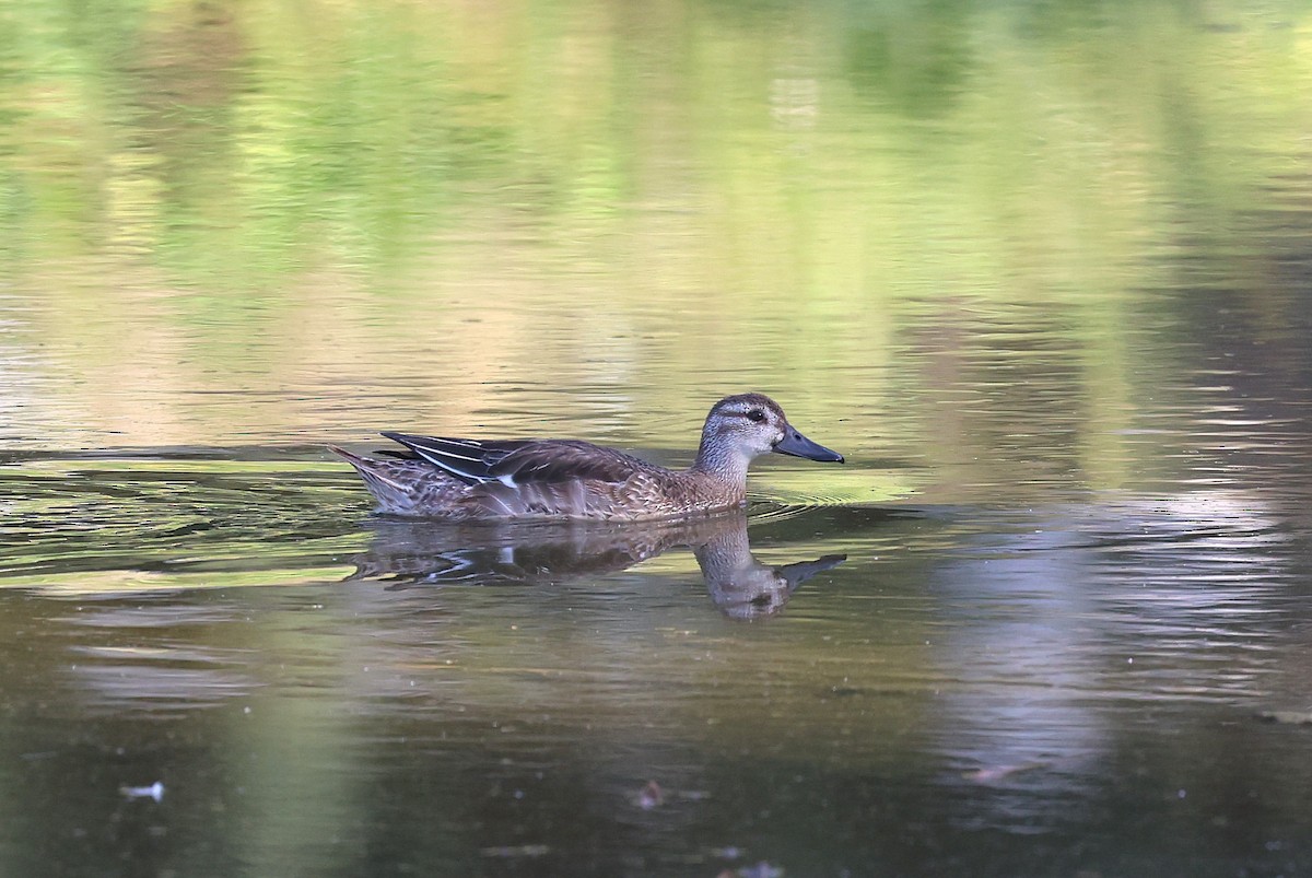 Garganey - ML642936731
