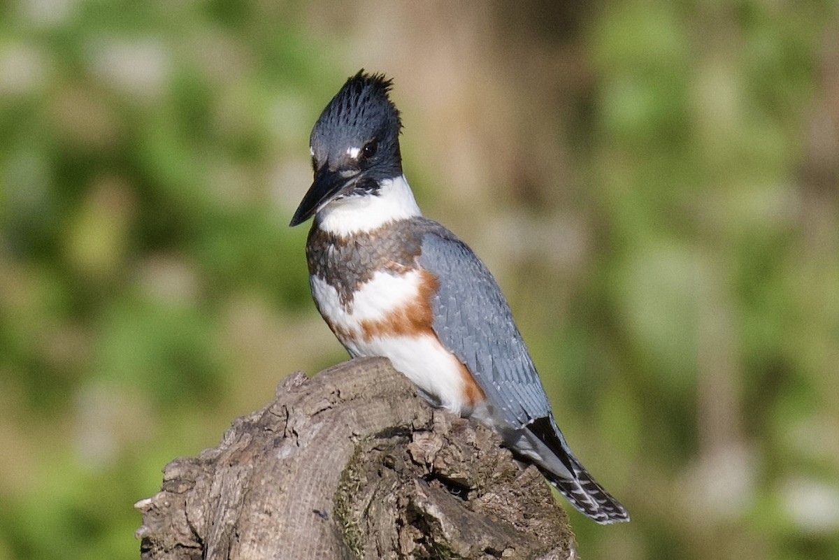 Belted Kingfisher - ML642936733