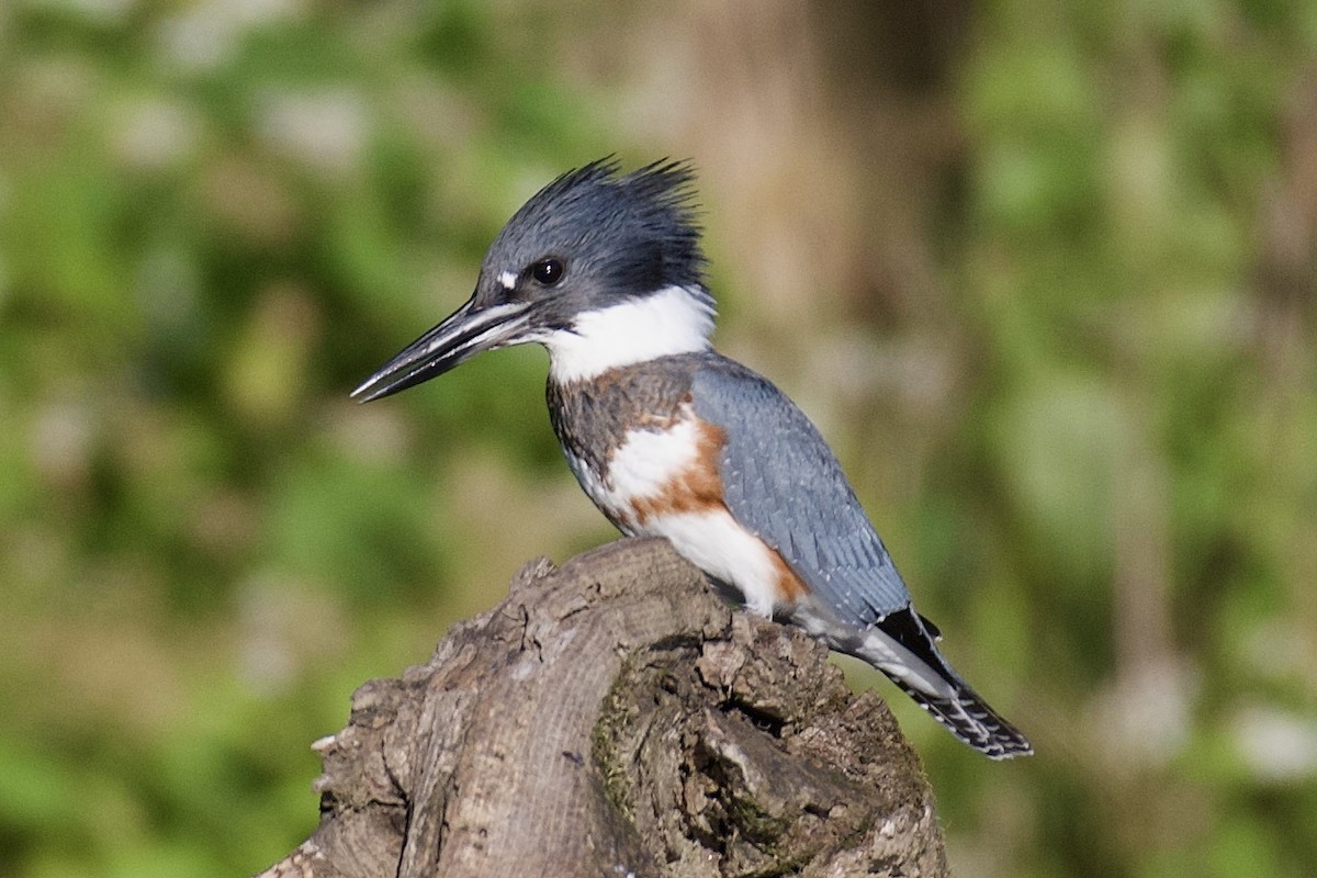 Belted Kingfisher - ML642936734