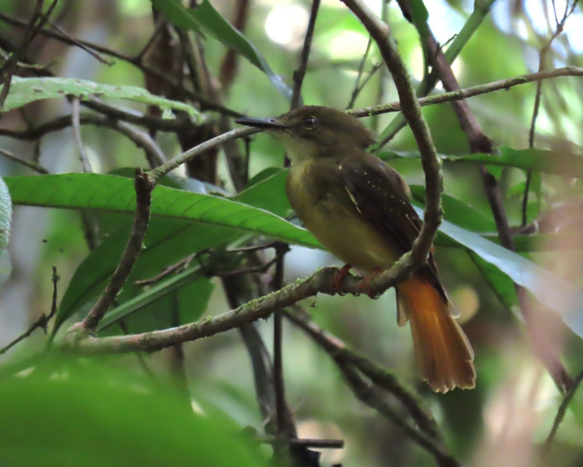 Tropical Royal Flycatcher - ML642936737
