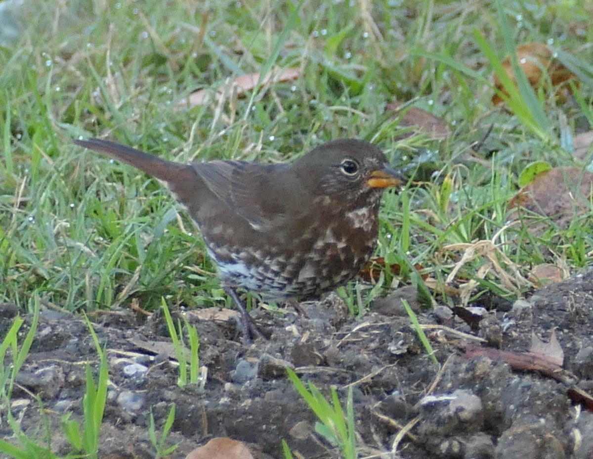 Fox Sparrow - ML642936741