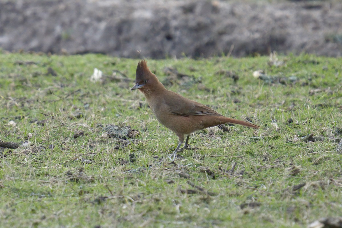 Brown Cacholote - ML642936743