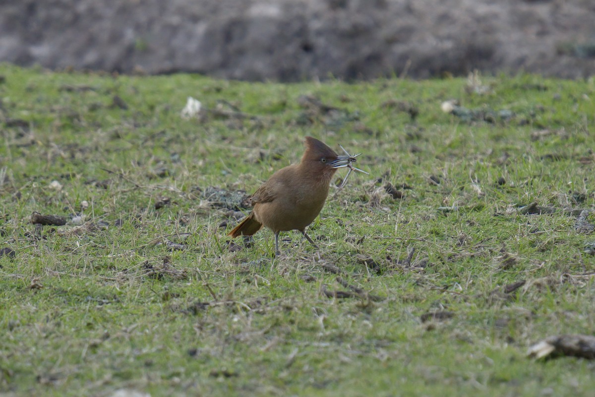 Brown Cacholote - ML642936744