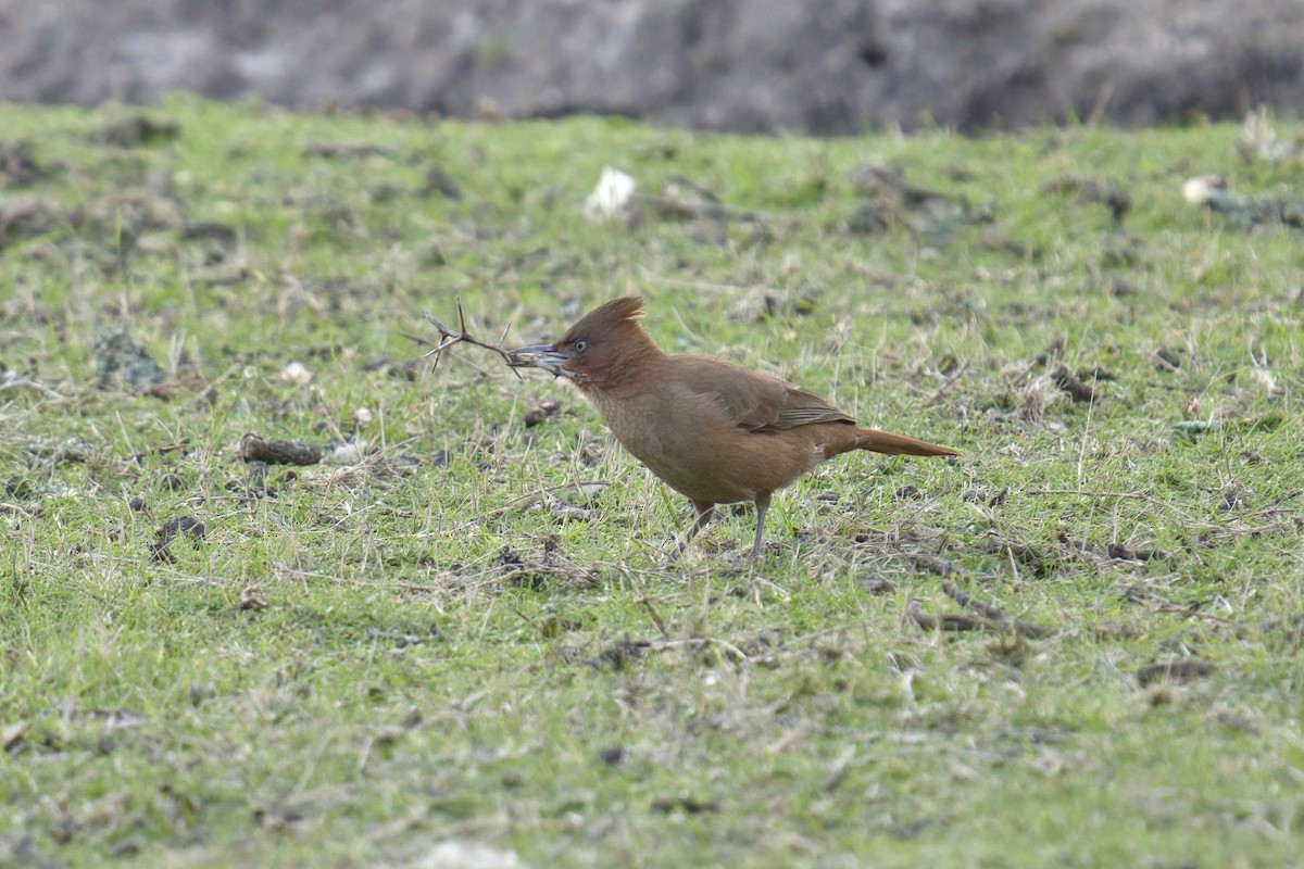 Brown Cacholote - ML642936745