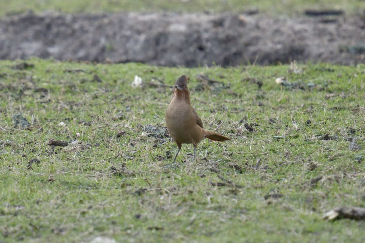 Brown Cacholote - ML642936746