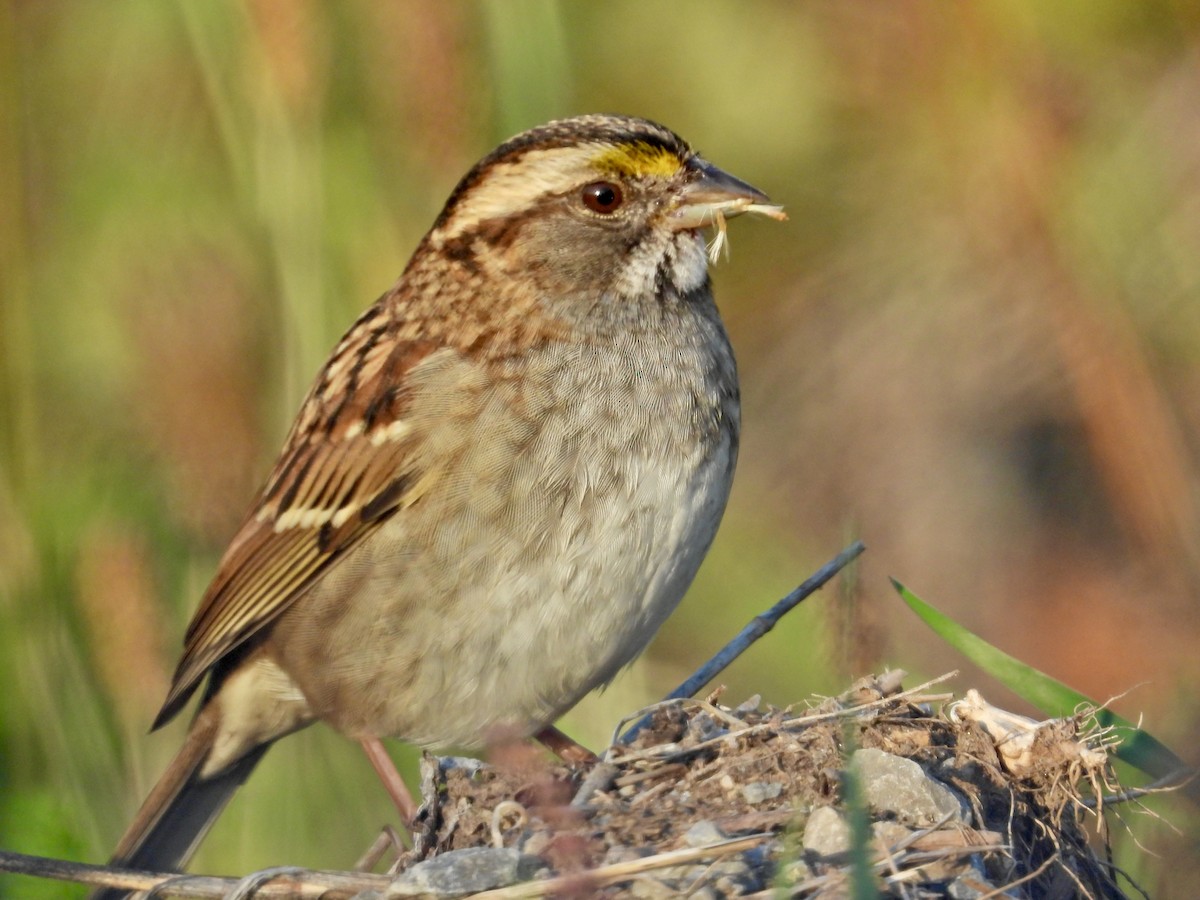 White-throated Sparrow - ML642936749
